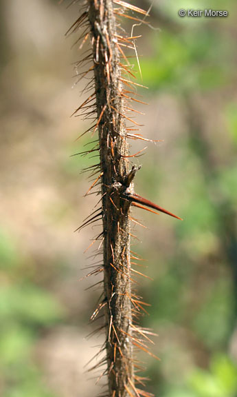 Plancia ëd Ribes cynosbati L.