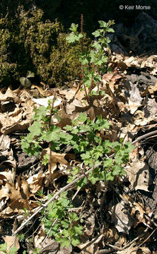 Image of eastern prickly gooseberry