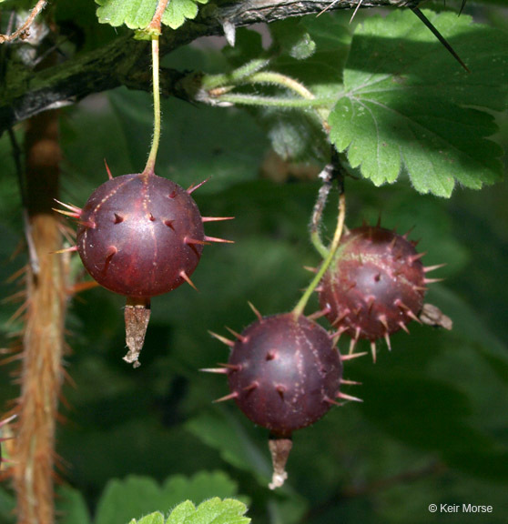 Plancia ëd Ribes cynosbati L.