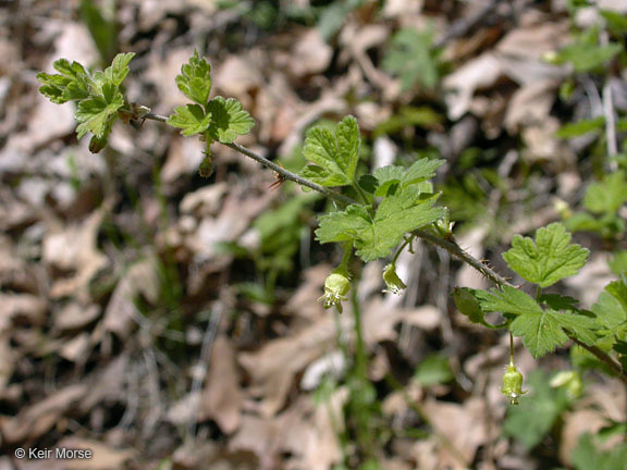 Plancia ëd Ribes cynosbati L.