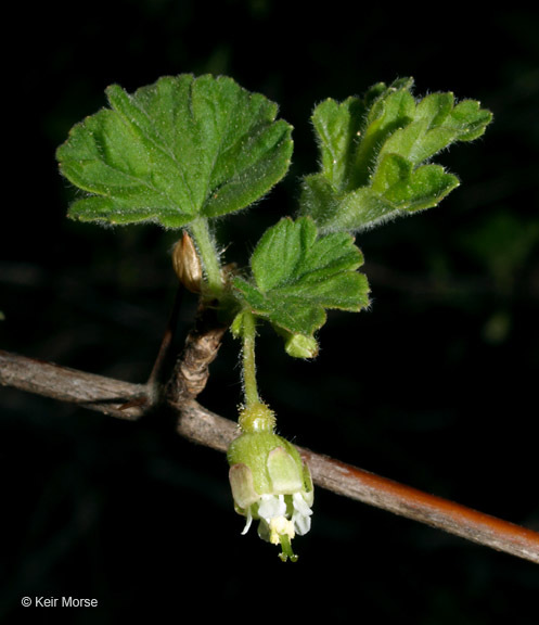 Plancia ëd Ribes cynosbati L.