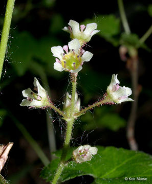 Imagem de Ribes glandulosum Grauer