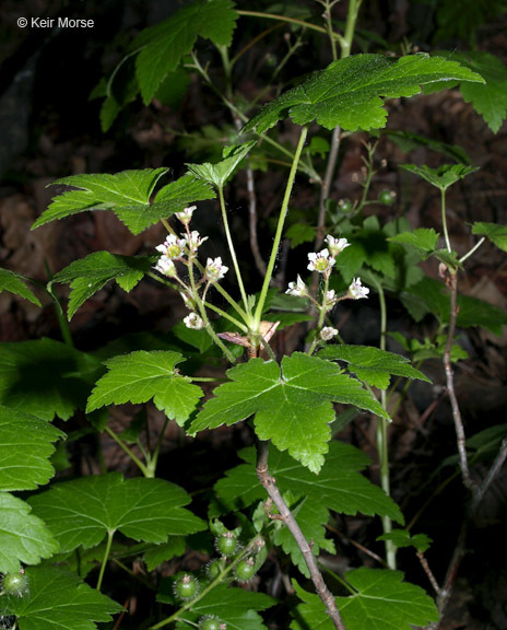 Image of skunk currant