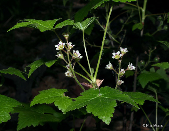 Image of skunk currant