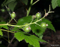 Image of skunk currant