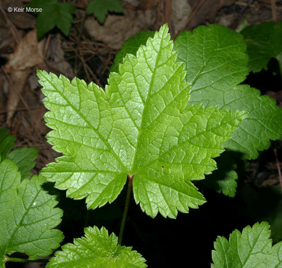 Image of skunk currant