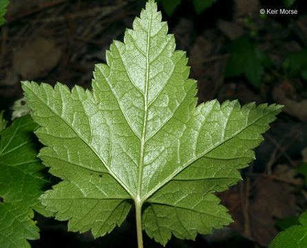 Image of skunk currant