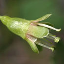 Image of hairystem gooseberry