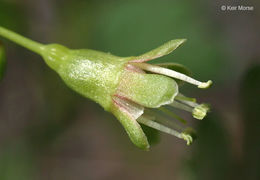 Image of hairystem gooseberry