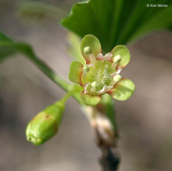 Plancia ëd Ribes hirtellum Michx.