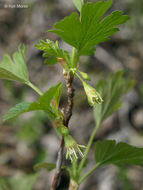 Image of hairystem gooseberry