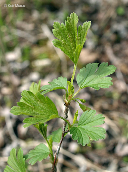 Image of hairystem gooseberry