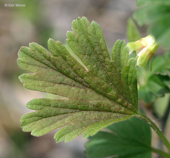 Plancia ëd Ribes hirtellum Michx.