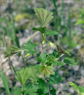 Plancia ëd Ribes hirtellum Michx.