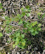 Image of hairystem gooseberry