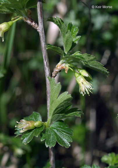 Plancia ëd Ribes hirtellum Michx.