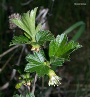 Plancia ëd Ribes hirtellum Michx.