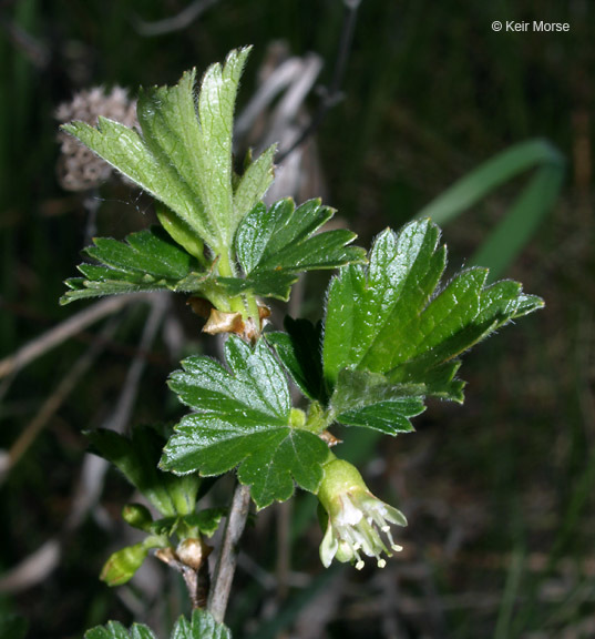 Plancia ëd Ribes hirtellum Michx.