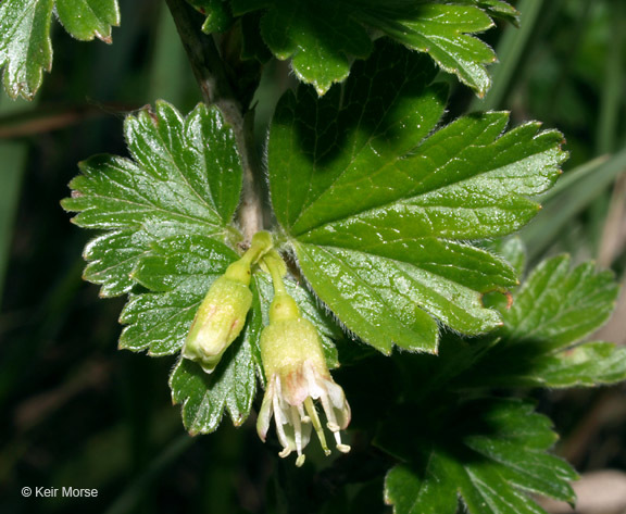 Image of hairystem gooseberry