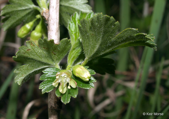 Image of hairystem gooseberry