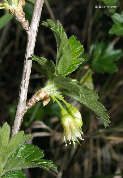 Plancia ëd Ribes hirtellum Michx.