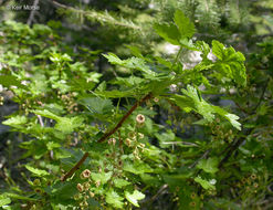 Image of prickly currant