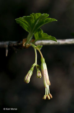 Image of Missouri gooseberry