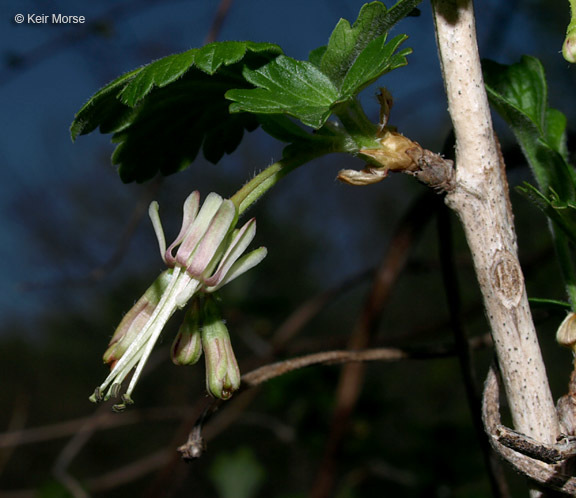 Image of Missouri gooseberry