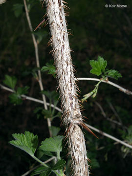 Image of Missouri gooseberry