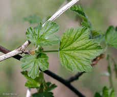 Image of Missouri gooseberry