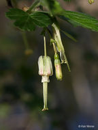 Image of Missouri gooseberry