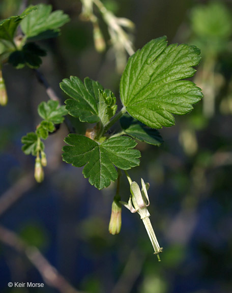 Image of Missouri gooseberry