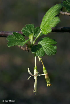 Image of Missouri gooseberry