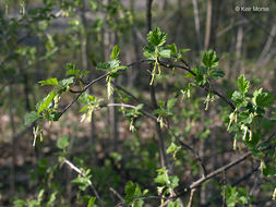 Image of Missouri gooseberry