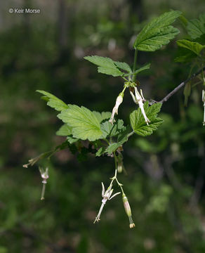 Image of Missouri gooseberry