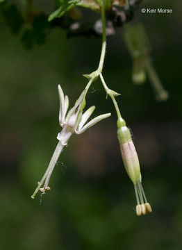 Image of Missouri gooseberry