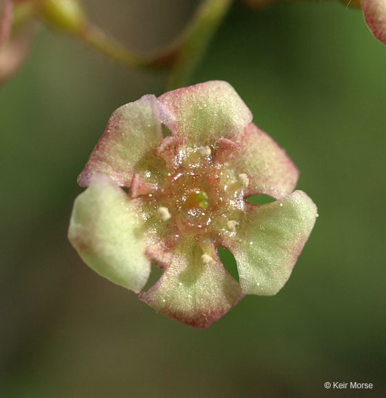 Image of red currant