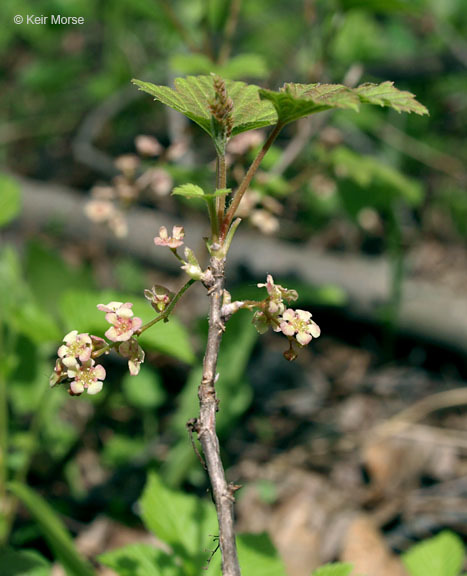 Image of red currant