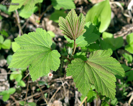 Image of red currant