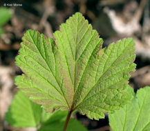 Image of red currant