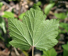 Image of red currant