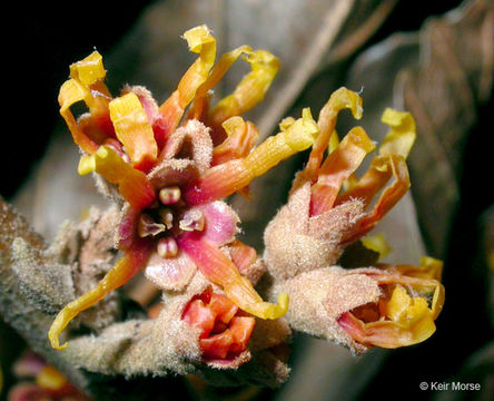 Imagem de Hamamelis virginiana L.