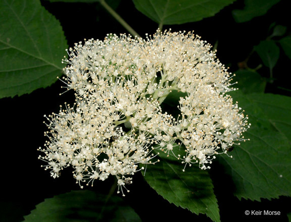 Image of ashy hydrangea