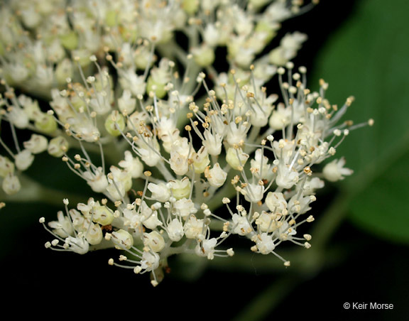 Image of ashy hydrangea