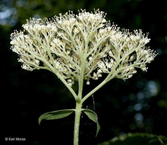 Image of ashy hydrangea