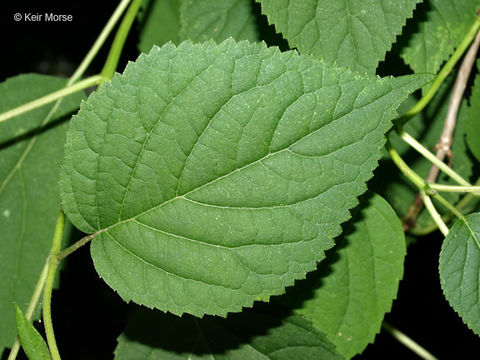 Image of ashy hydrangea