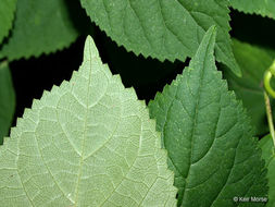 Image of ashy hydrangea