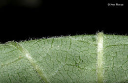 Image of ashy hydrangea