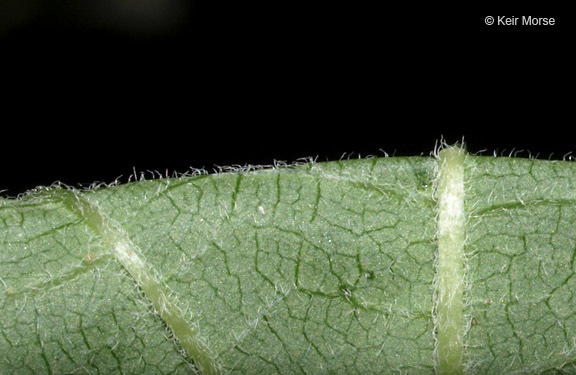 Image of ashy hydrangea