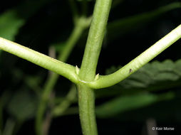 Image of ashy hydrangea